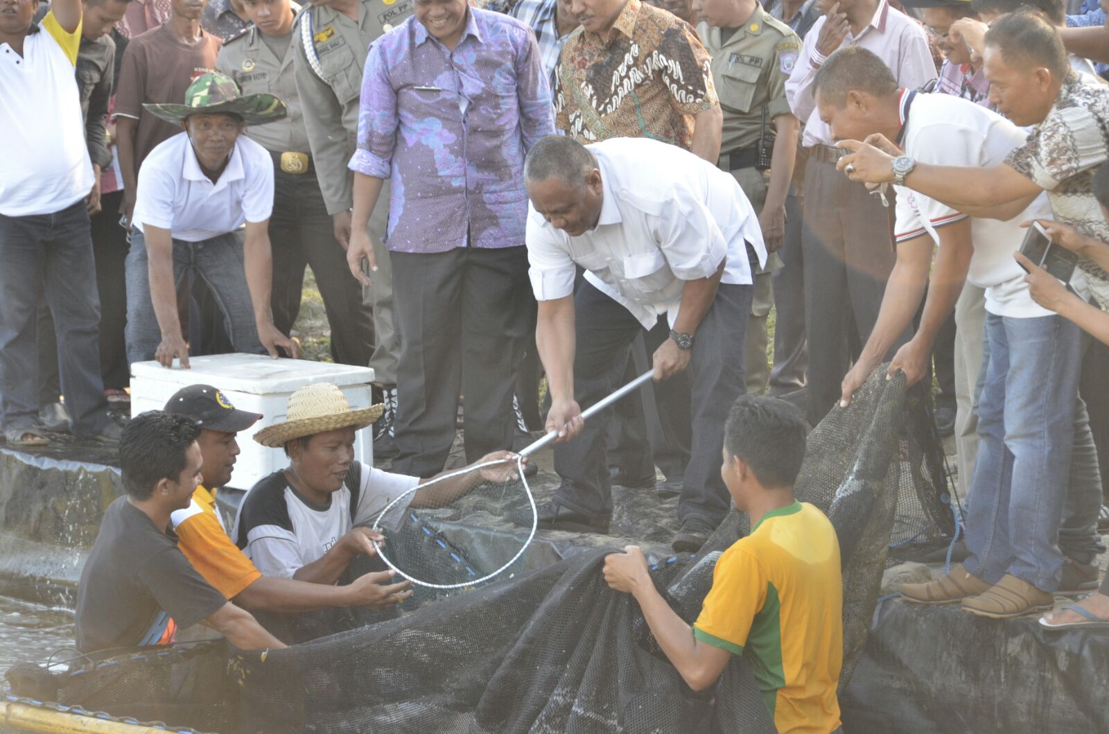 (Suasana Panen Udang Vaname/dok. Ani Hasan)