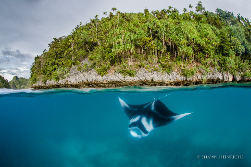 Bayi Pari Manta yang ditemukan di Wayag (Foto: Shawn Heinrichs / bluespheremedia.com)