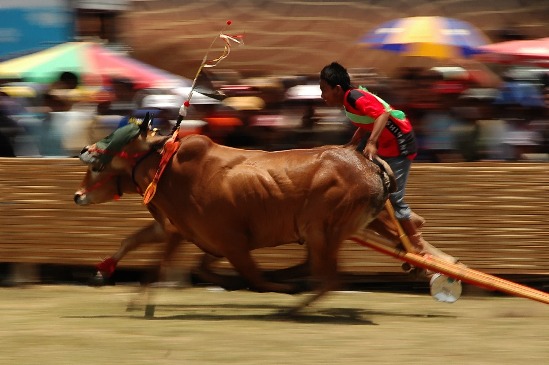 Karapan Sapi (Foto: Wisatasumenep.com)