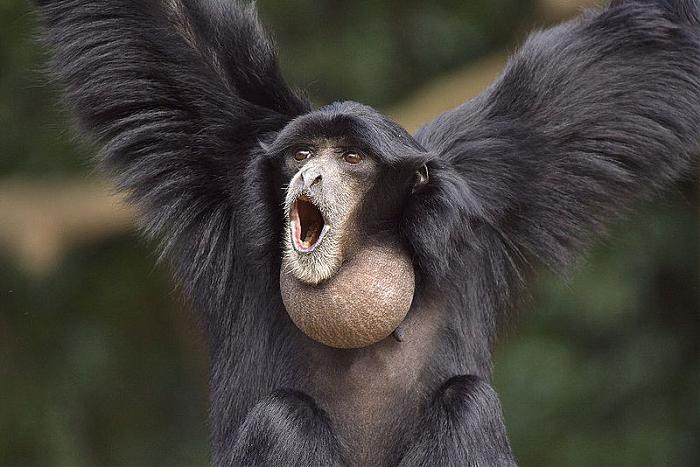 Siamang, Hylobates syndactylus (Foto: triptrus.com)