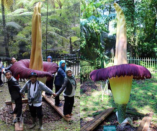 Bunga Bangkai yang mekar di Kebun Raya Cibodas (Foto: Lipi.go.id)