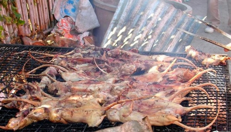 Kawok Manado (akarnews.com)